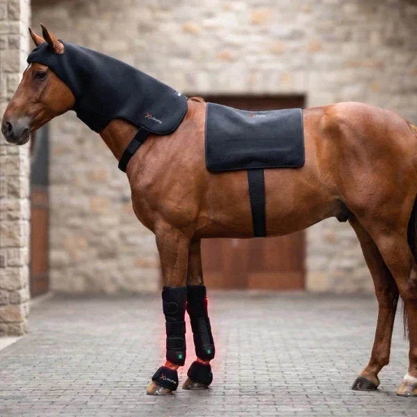 Rood licht therapie voor paarden